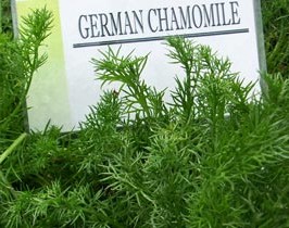 Kandungan Apigenin dalam Teh Chamomile Bisa Menghambat Sel Kanker