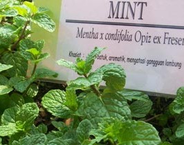 Manfaat Daun Mint Untuk Kulit