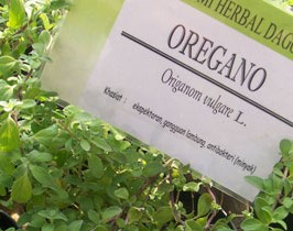 Oregano, Si Mungil Yang Wangi Bisa Cegah Kanker Prostat