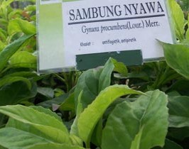Manfaat Daun Sambung Nyawa