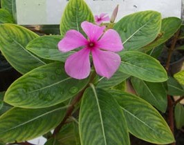 Phytotherapy in Diaspora