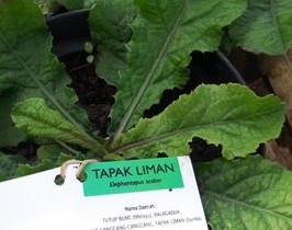 Mengenal Daun Tapak Liman dan Khasiat yang Dimilikinya