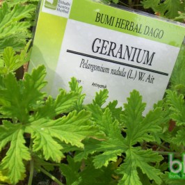 Geranium Untuk Kecantikan