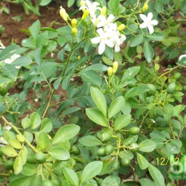 Khasiat Kemuning, Mulai dari Daun, Bunga, hingga Bijinya