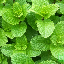 Segar dan Wangi, Daun Mint Kaya Manfaat