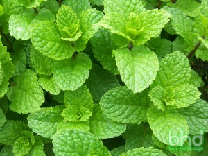 Mint BumiHerbal