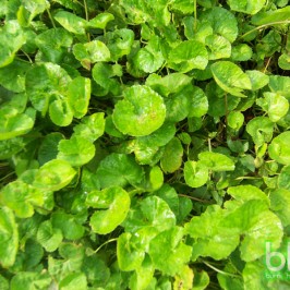 Kembali ke Alam, Kembali ke Herbal