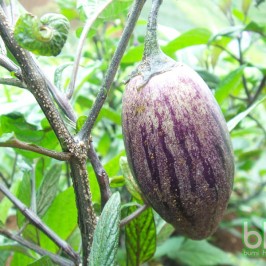 Pepino Asal Belanda Kalahkan Apel Batu