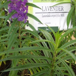 Minyak Lavender Cocok untuk Infeksi Jamur di Kulit