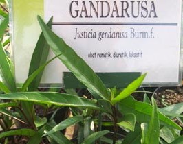 Gandarusa untuk Kontrasepsi Pria