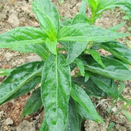 New Drug Made From Herb, Naturally