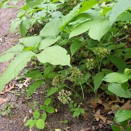 Herbal Sarsaparilla, dari Anti Bakteri Hingga Daya Ingat