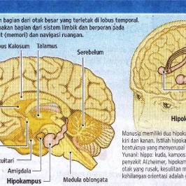 Pengidap Demensia Sulit Disembuhkan
