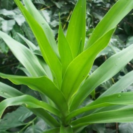 Pewarna Alami dari Tanaman Obat