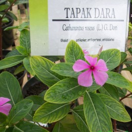 Tanaman Obat Ini Dipercaya Atasi Kanker
