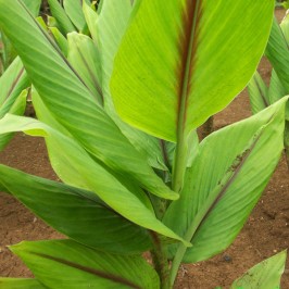 Paduan Herbal dan Teknologi Ini Mampu Atasi Kanker