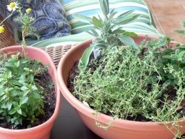 Indoor Herb Gardening Can Yield Home Remedies