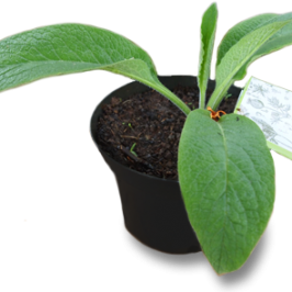 Bibit Herbal