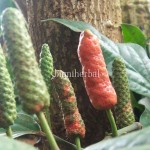 Cabe Jawa