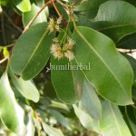Jamblang