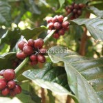 Kopi
