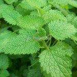 Lemon Balm