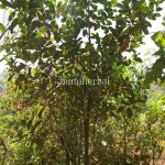 Nangka Mini