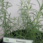 Rosemary