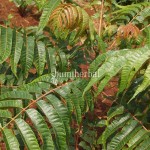 Suren