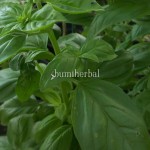 Basil