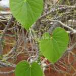 Bratawali