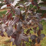 Daun Ungu