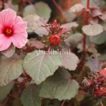 Gamet / Frambos Merah