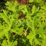 Geranium