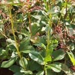 Ginseng Jawa