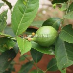 Jeruk Lemon