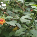 Kaliara / Saliara