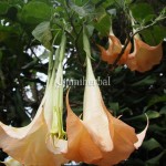 Kecubung Orange