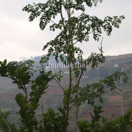 Dewa Obat di Rimba Bukit Duabelas