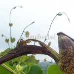 Kembang Pipa