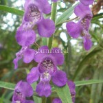 Lavender Lokal