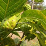 Mengkudu