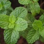 Mint