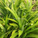 Pandan