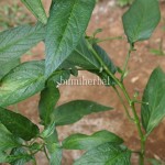 Pepino Batang Hijau