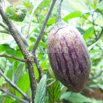 Pepino Batang Hitam