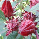Rosella