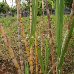 Tebu Kuning