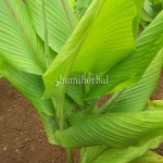Temu Mangga