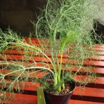 Bibit Adas BumiHerbal